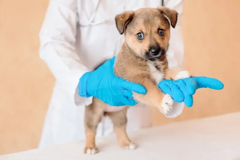 Puppy’s First Vet Visit: Checklist & What to Expect