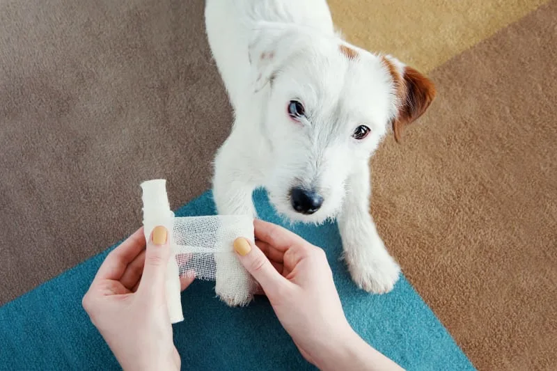 Dog Wound Care & Healing Stages