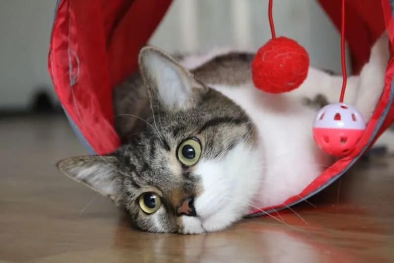 Heart Failure in Cats