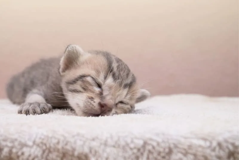 Newborn Kittens: When Do Kittens Open Their Eyes?