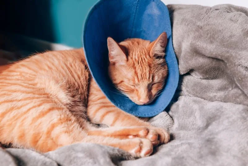 FHO Surgery in Cats