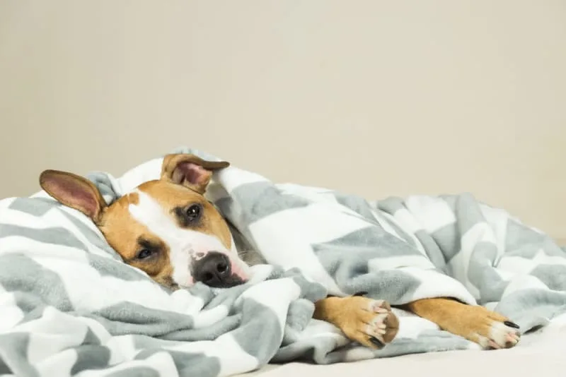 What Is Bordetella in Dogs?