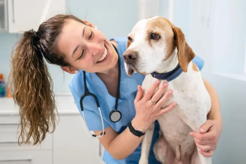 Dog Parvovirus