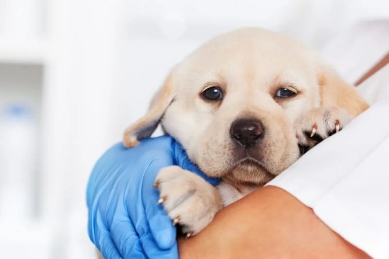 Puppy Vaccine Schedule: What Shots Puppies Need & When
