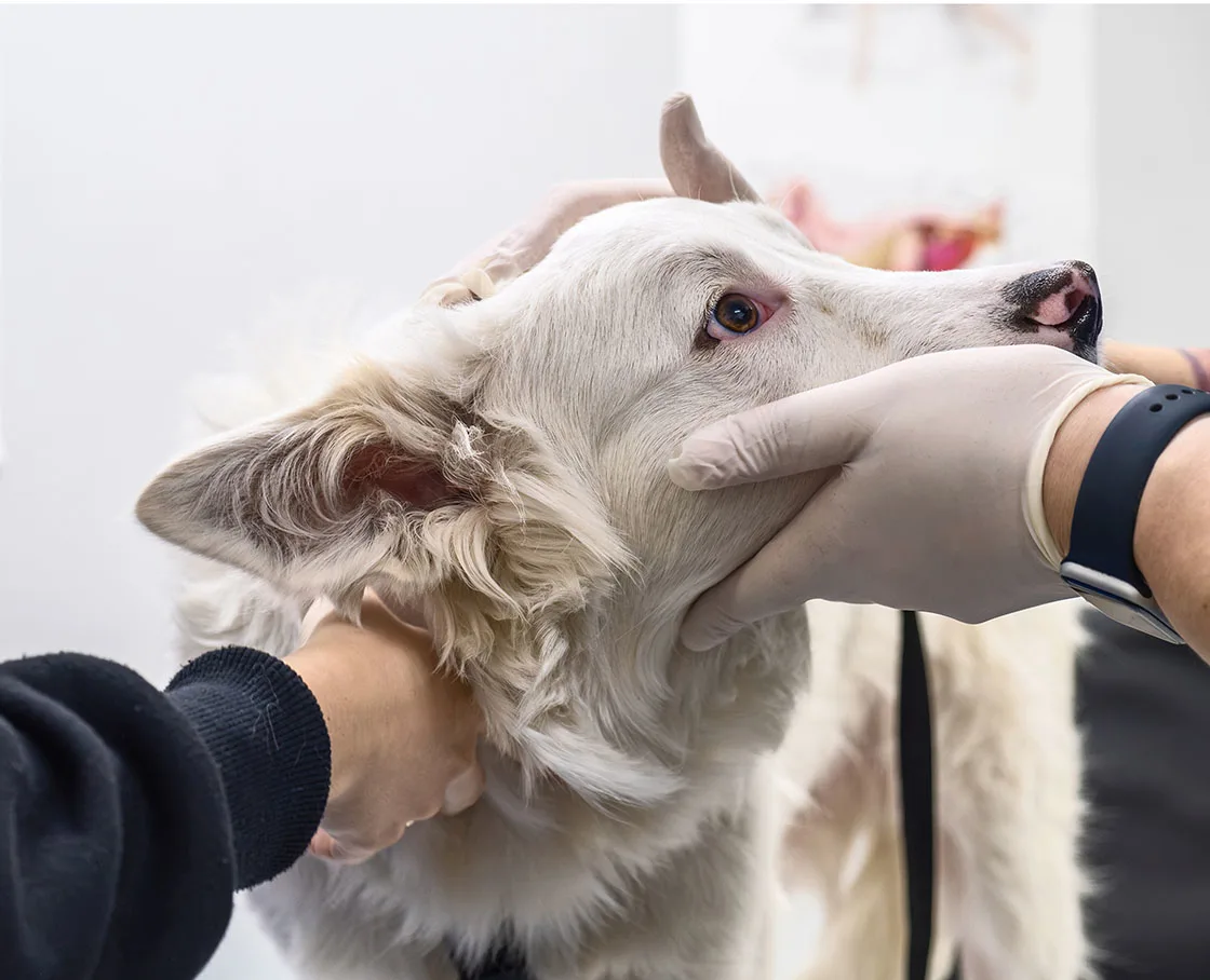 veterinary ophthalmology looking into eyes of white shepherd