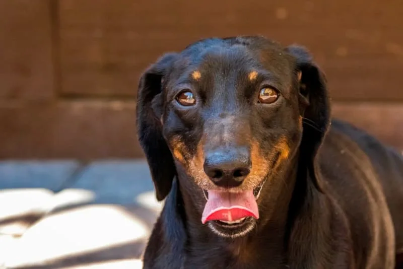 Excessive Panting in Dogs