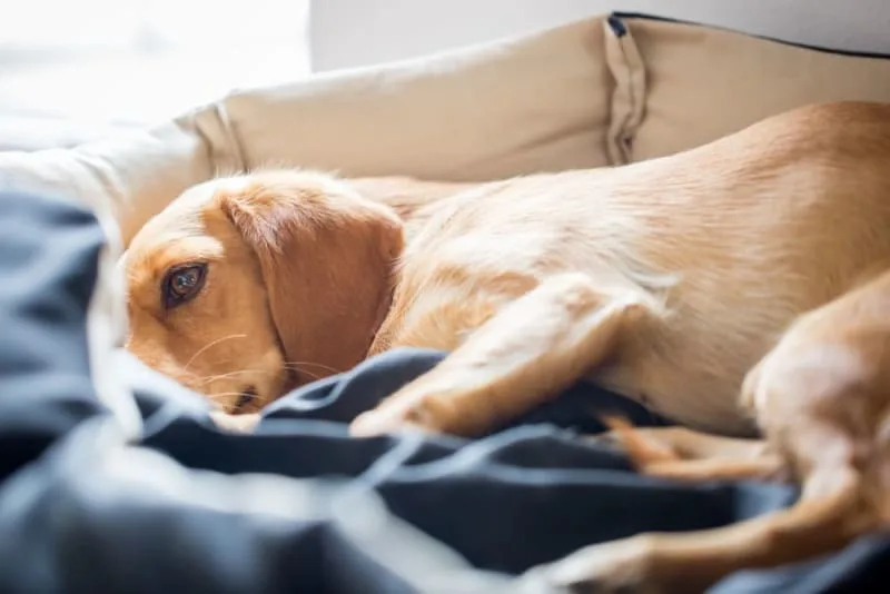 Pneumonia in Dogs: Causes, Symptoms & Treatment