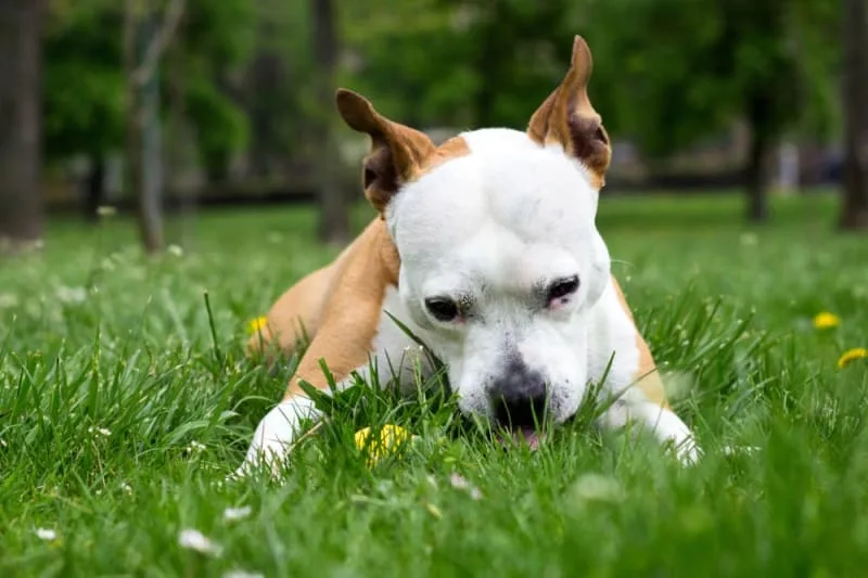 Why Does My Dog Eat Grass?