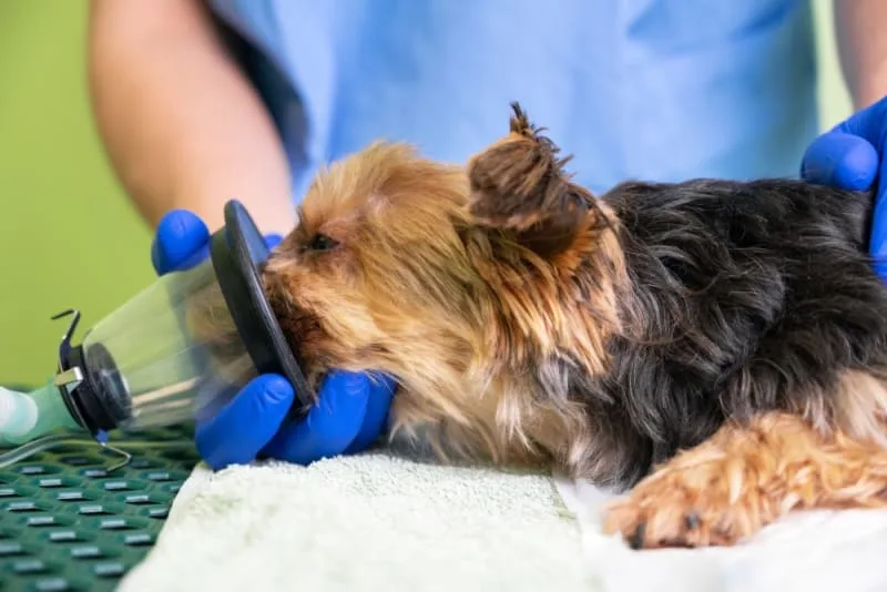 Anesthesia For Dogs