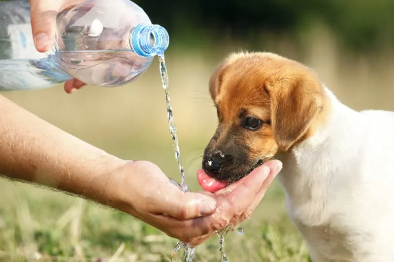 Heatstroke in Dogs: What You Need to Know