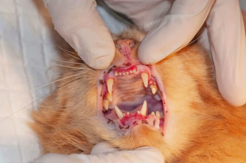 Stomatitis in Cats
