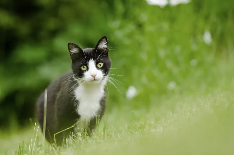 Treating Ear Mites In Cats