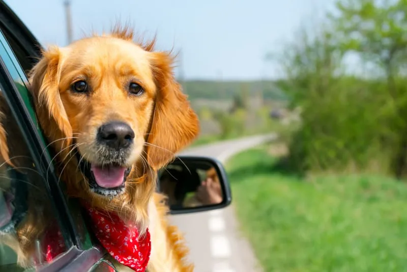 6 Tips For Keeping Your Dog Healthy