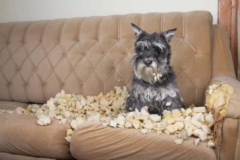 Why Dogs Chew Things They Shouldn't and How To Stop Them