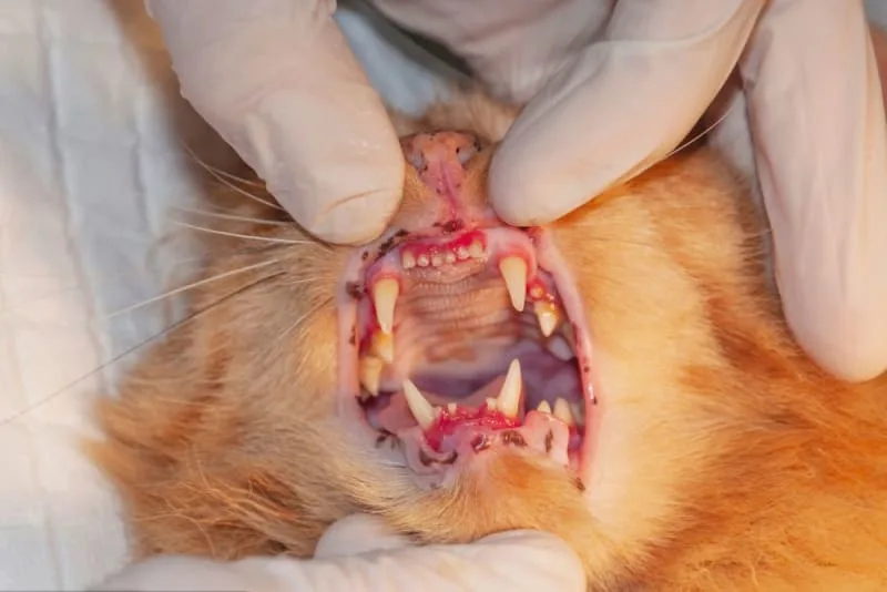 Stomatitis in Cats