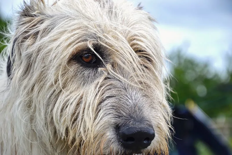 Why is my senior dog's nose running?