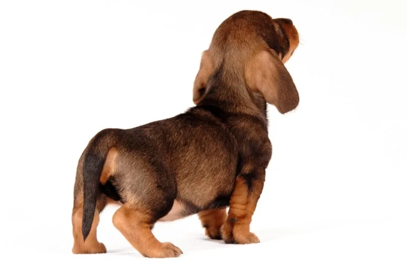 Anal Sac Disease in Dogs