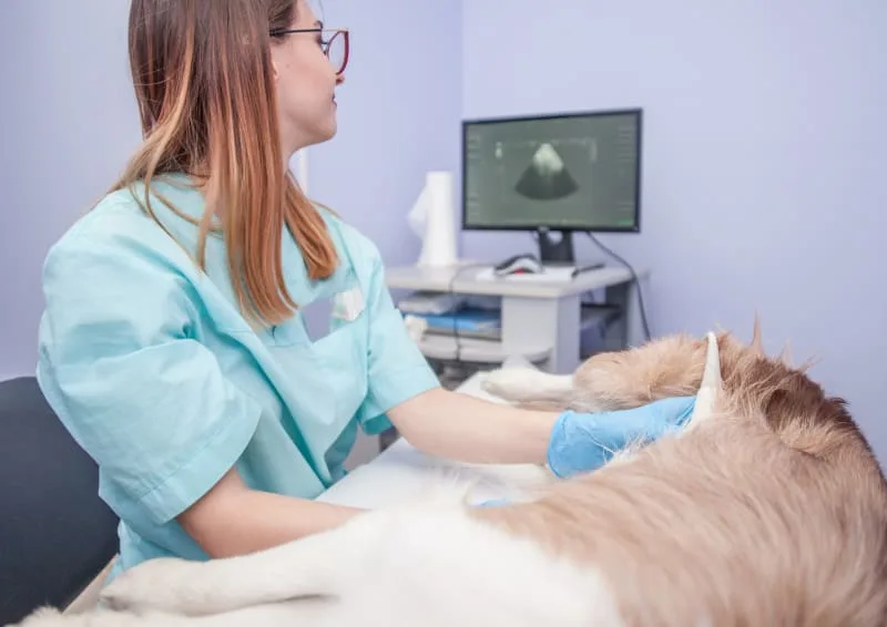 Types of Diagnostic Tests for Pets