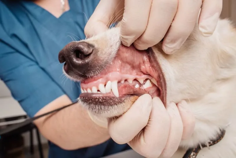 Is a Dog’s Mouth Cleaner Than a Human’s Mouth?