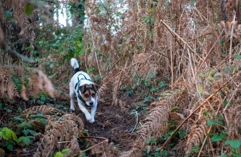 Importance of Parasite Prevention in Dogs