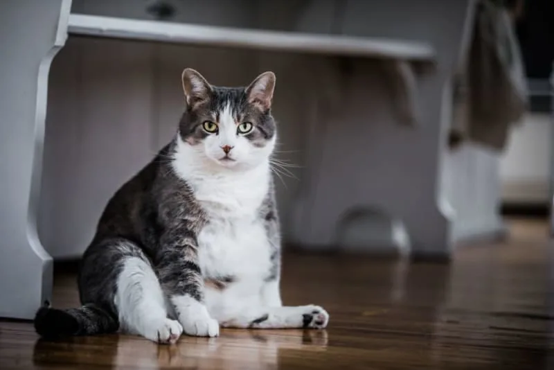 Is Your Cat Overweight? Signs, Symptoms & What to Do