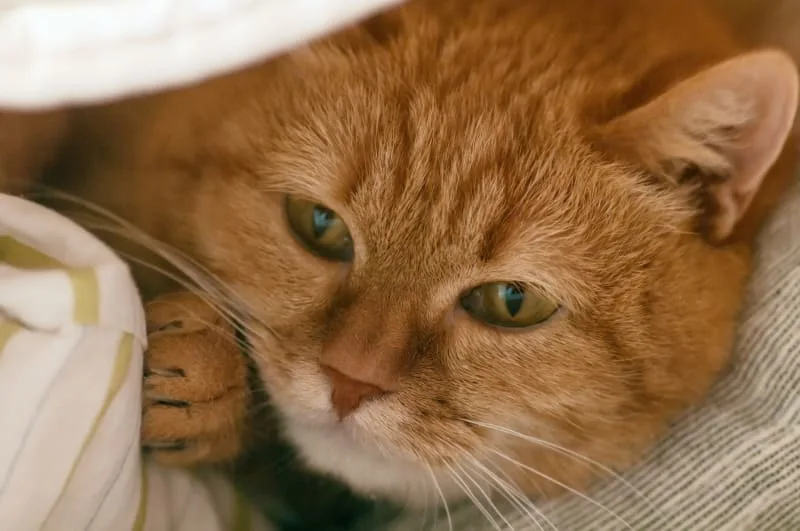Symptoms of Bronchitis in Cats