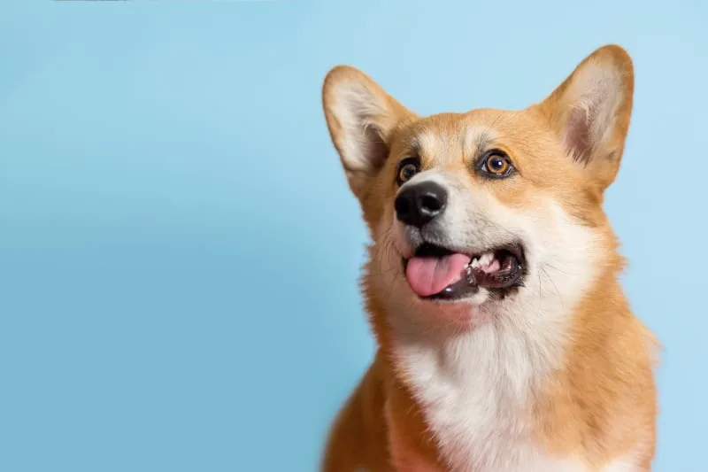How to Stop and Prevent Periodontal Disease in Dogs