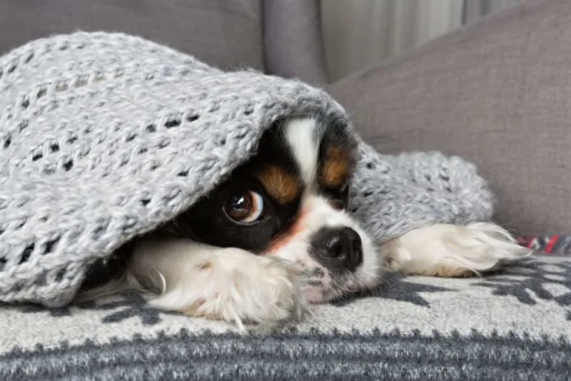 What is Kennel Cough in Dogs? Symptoms, Treatment & Prevention