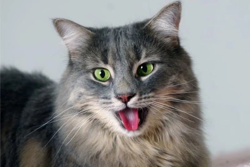 Can Cats Have Asthma?