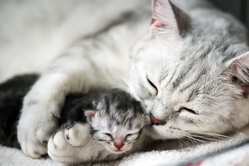 How long are cats pregnant?