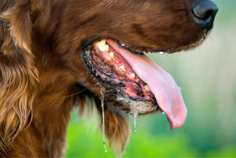 Drooling in Dogs: Why They Do It & What to Do