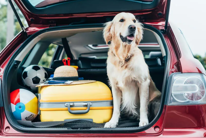 11 Tip To Safely Road Trip With Your Dog