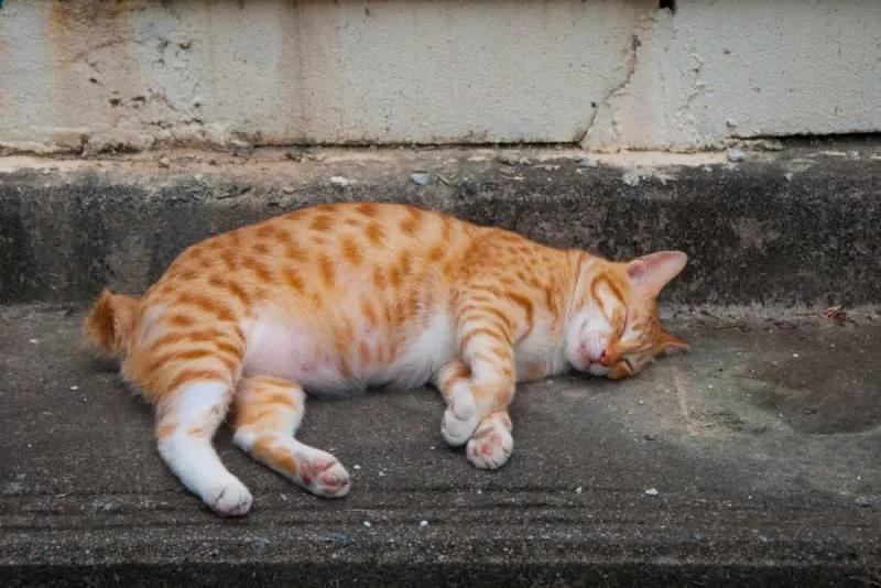 Obesity in Cats: Signs, Causes & What to Do