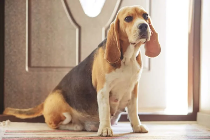 Mastitis in Dogs