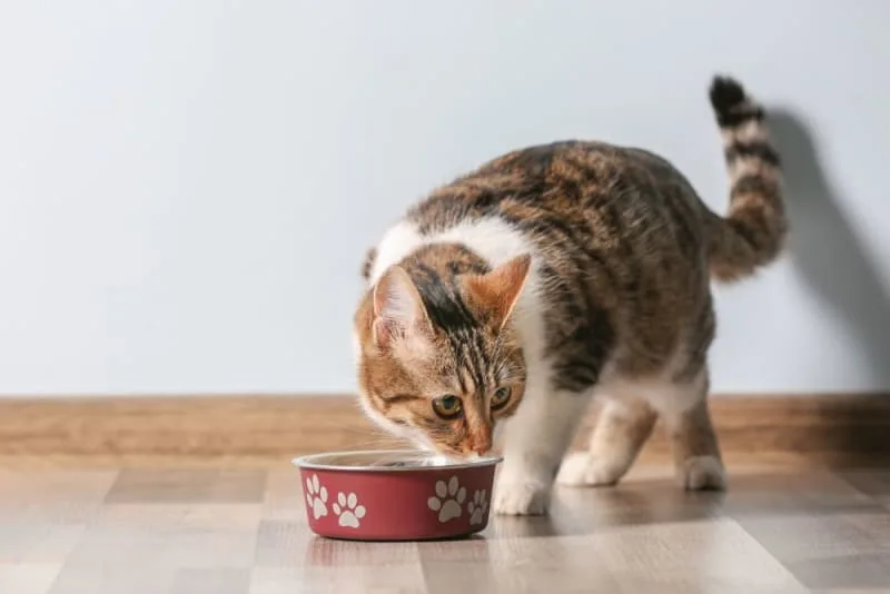Why Won't My Cat Eat?