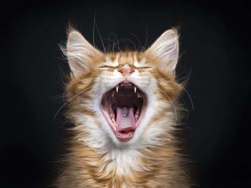 Common Dental Disease in Cats