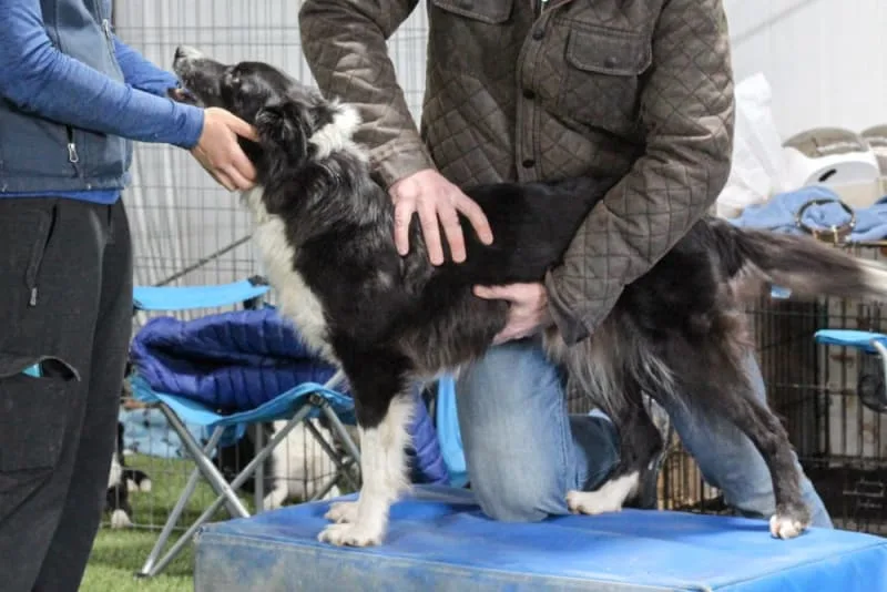 The Harmony of Spinal Adjustments for Dogs & Cats