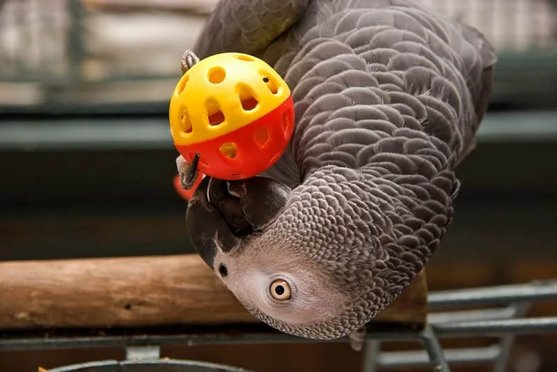 Pet Parrot Lifespan - How Long Do Parrots Live?