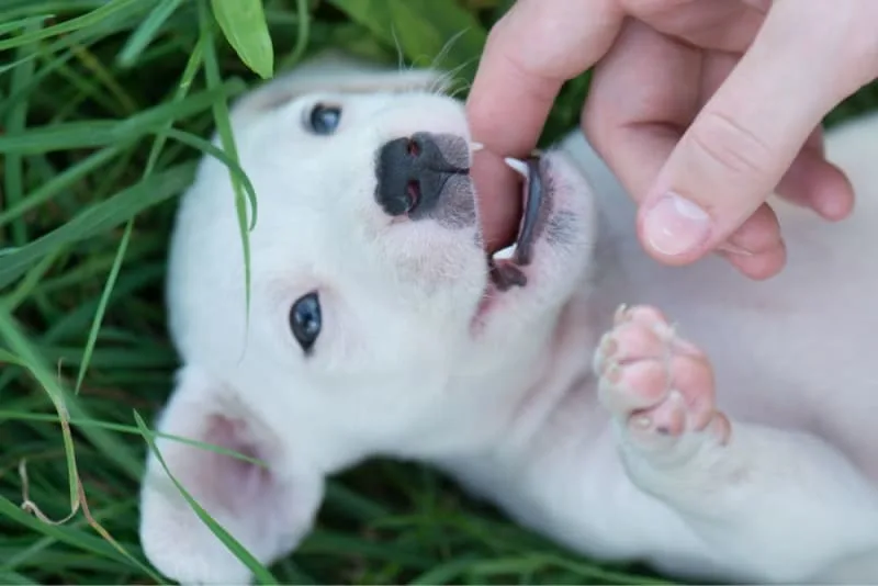 Teething Puppies: Tips & Tricks