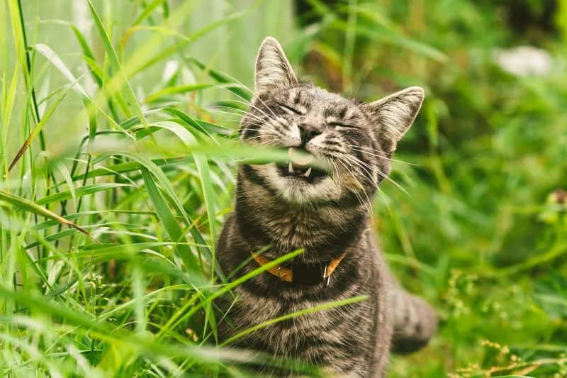 Common Cat Dental Diseases