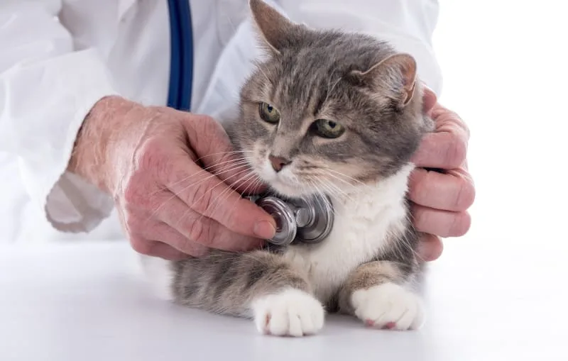 How Often Should I Take A Cat to The Vet?