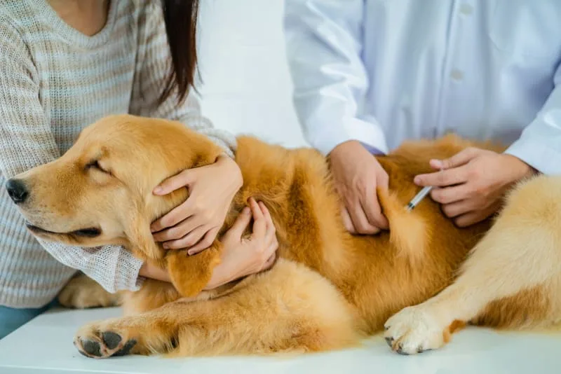 Can a dog have a reaction to the bordetella vaccine?