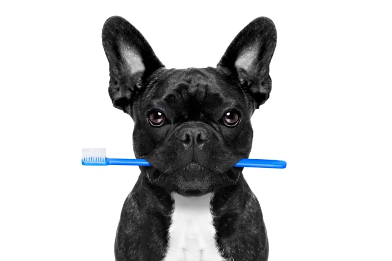 Why Is Dog Dental Care Important? How To Clean Your Dog's Teeth