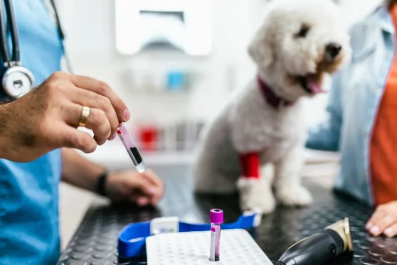 Blood Tests for Dogs