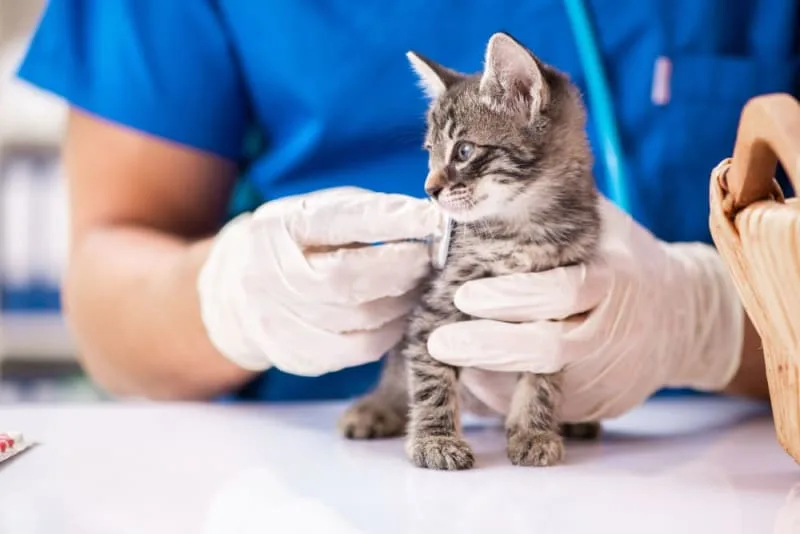 Your Kitten's First Vet Visit: A Checklist