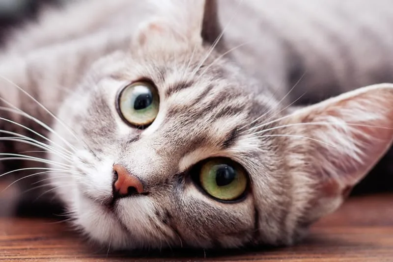 Signs of Ear Infection in Cats & What To Do