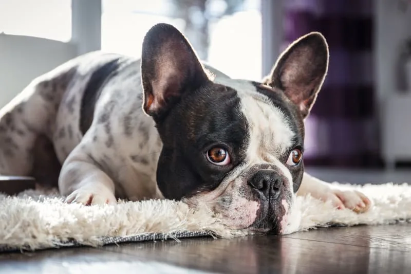 My Dog Ate Gum: Is That Dangerous?