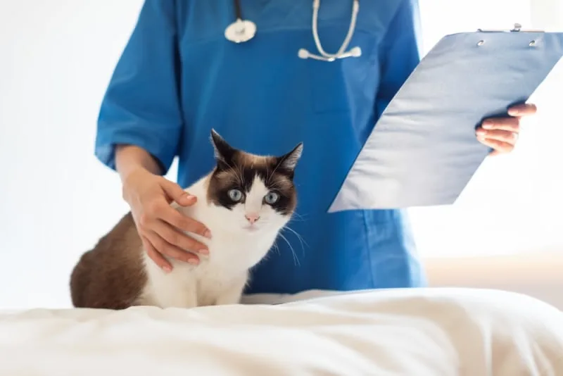 Annual Cat Vaccines & Shots: What Your Cat Needs & When