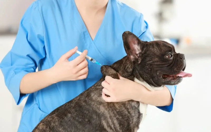 Can a Dog Have a Reaction to the Bordetella Vaccine?