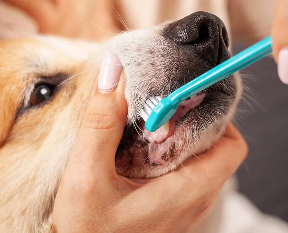 Our Veterinary Dental Services Image